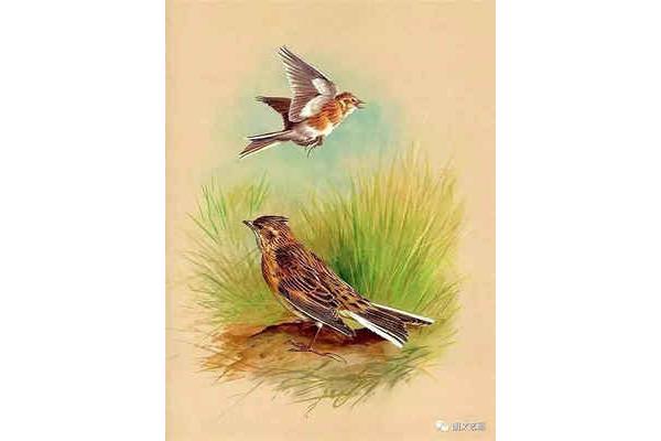 我就是小鸟