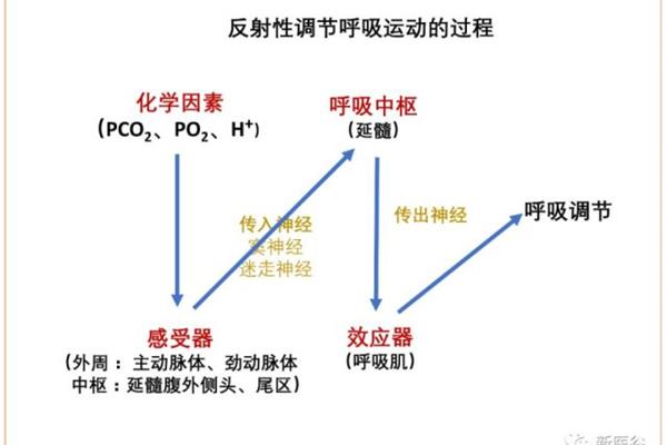 呼吸运动的调节
