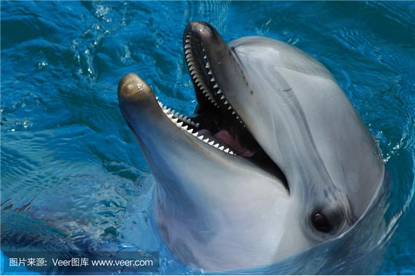 海豚有牙齿吗