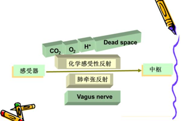 呼吸运动的调节