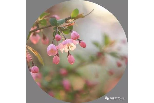 海棠的诗句