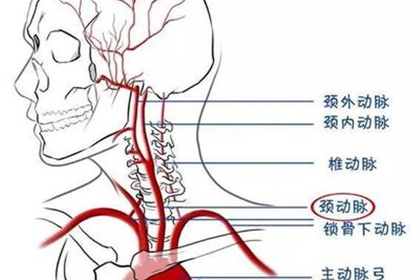 锁骨下静脉解剖图