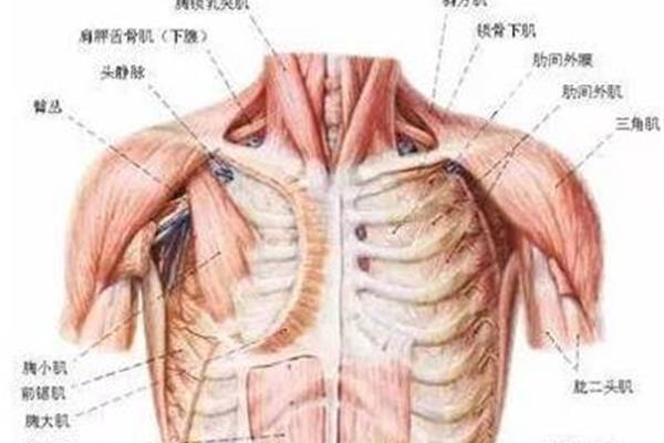 锁骨下静脉解剖图