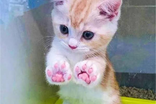 最可爱的小猫