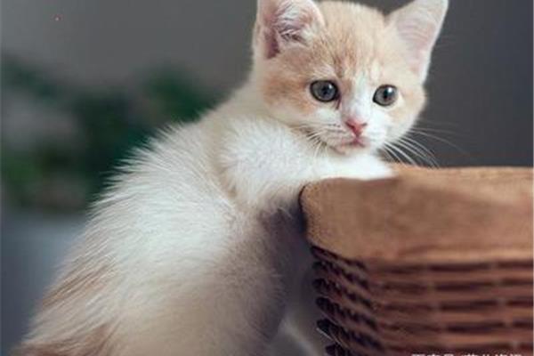 最可爱的小猫