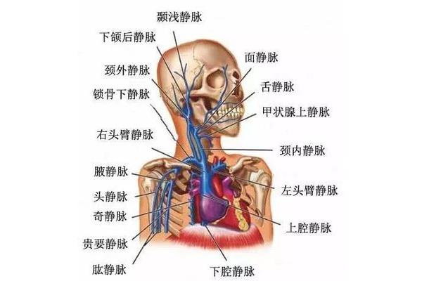 锁骨下静脉解剖图