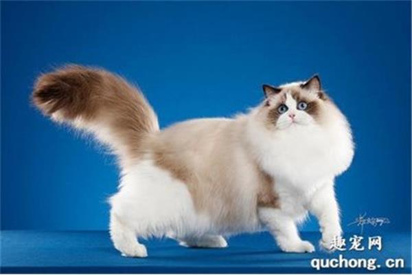最可爱的小猫