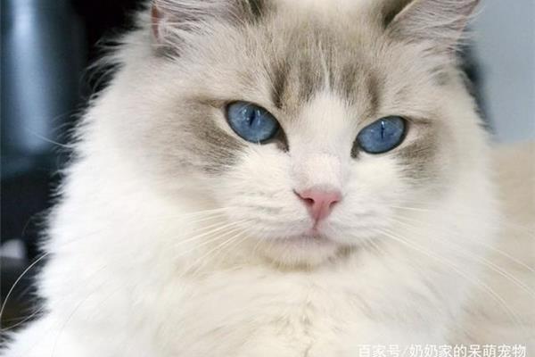 最可爱的小猫