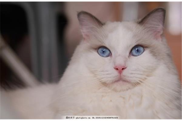 最可爱的小猫