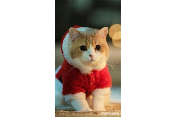 最可爱的小猫