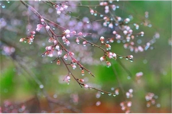 描写春雨的古诗