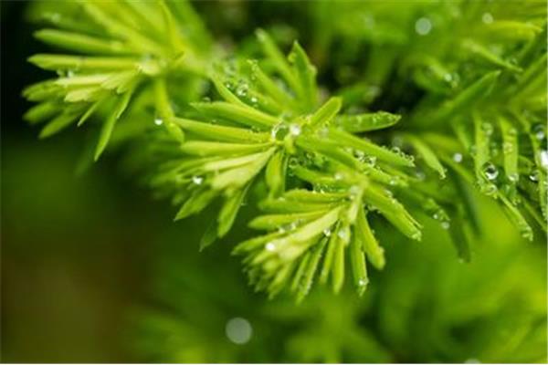 描写春雨的古诗