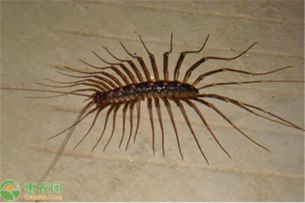 昆虫记又名