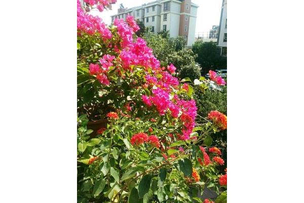 美丽的三角梅