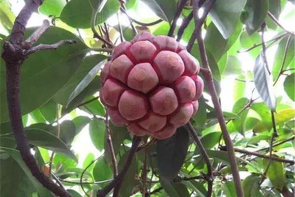 可观的意思