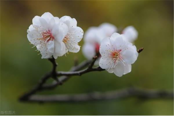 托物言志梅花