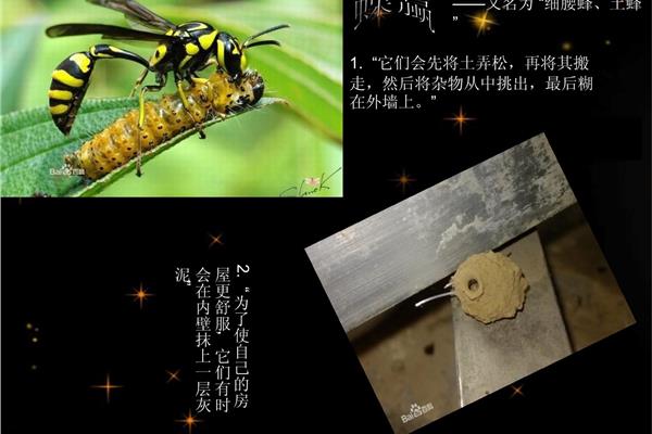昆虫记又名