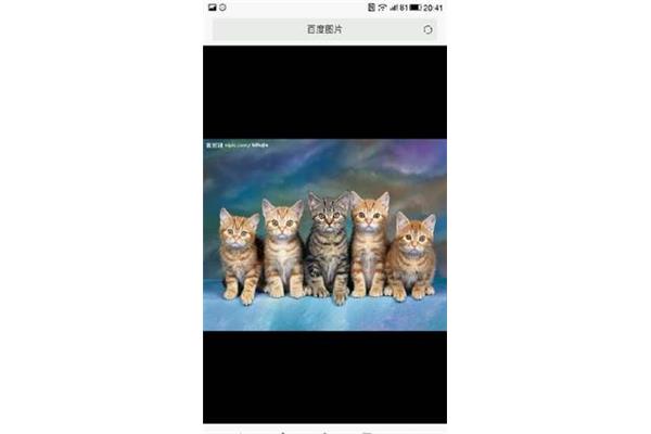 我喜欢的小猫