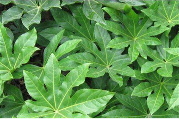 植物有哪些名字