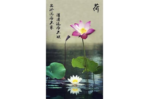 莲的品质和精神