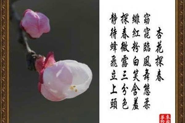 芙蓉的诗句