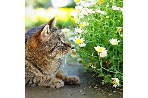 我喜欢的小猫