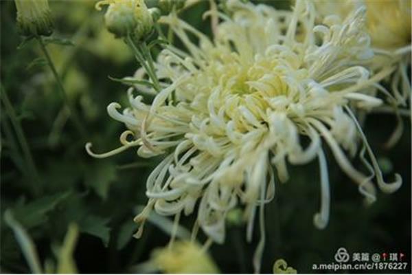 关于菊花的诗句