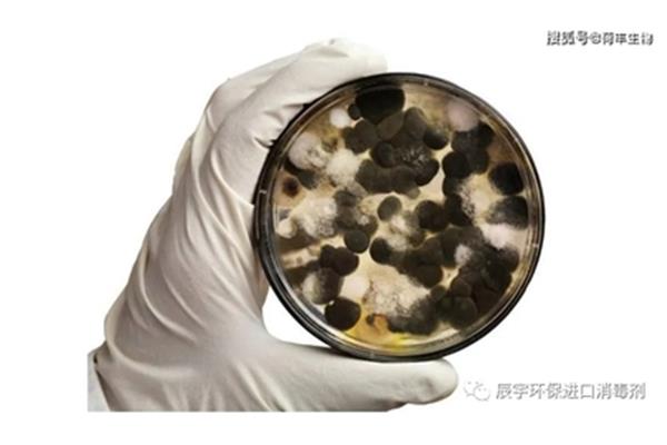 霉菌是什么