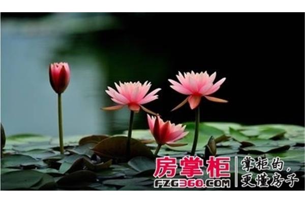 莲的品质和精神
