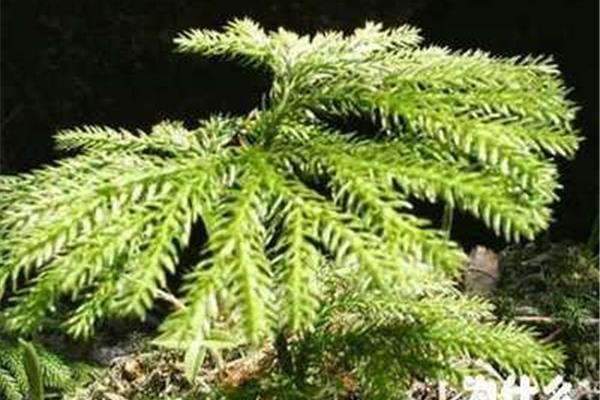 植物有哪些名字