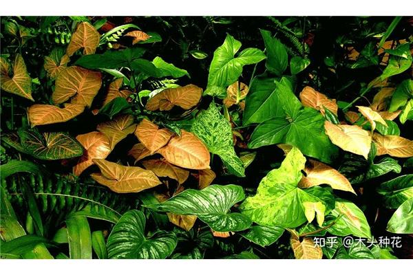 植物有哪些名字