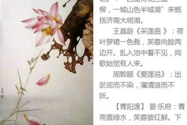 莲的品质和精神