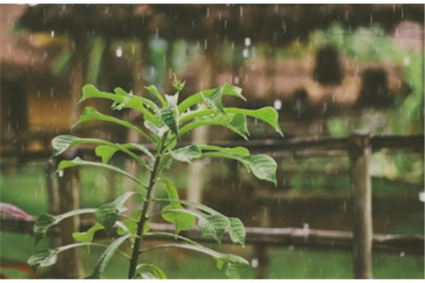 描写秋雨的诗句