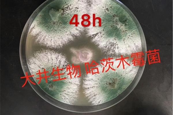 霉菌是什么