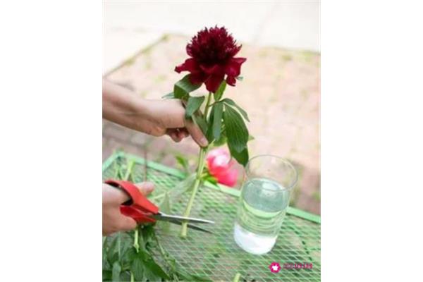 鲜花如何保鲜
