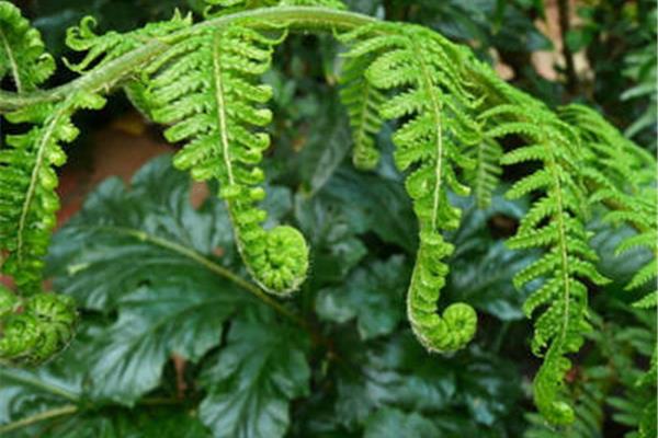 植物有哪些名字