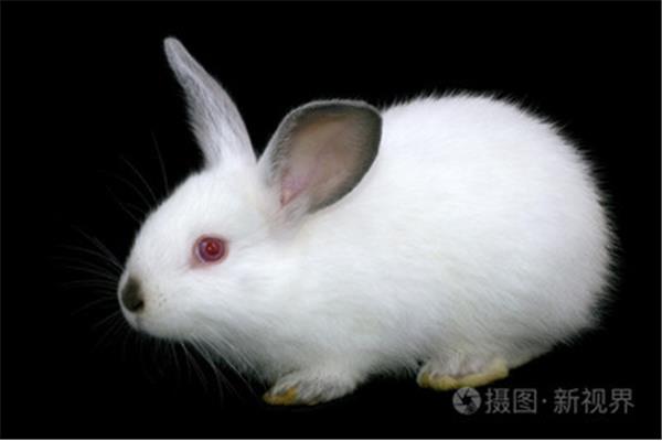 兔子红眼睛