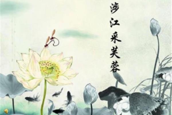 芙蓉的诗句