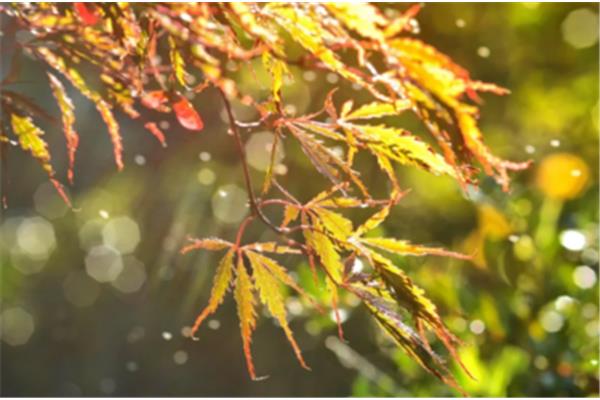 描写秋雨的诗句