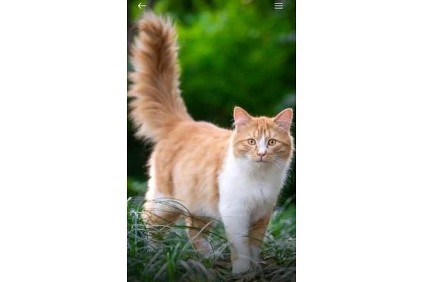 我喜欢的小猫