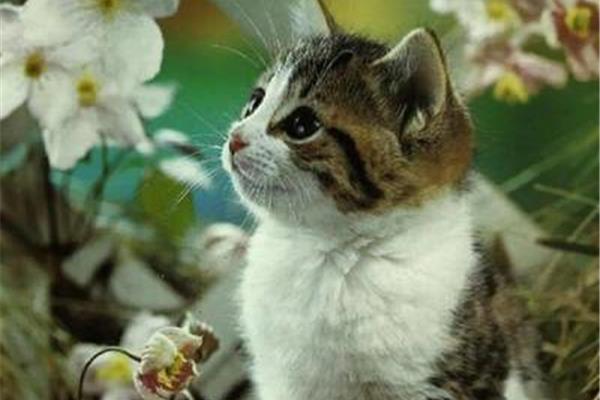 我喜欢的小猫