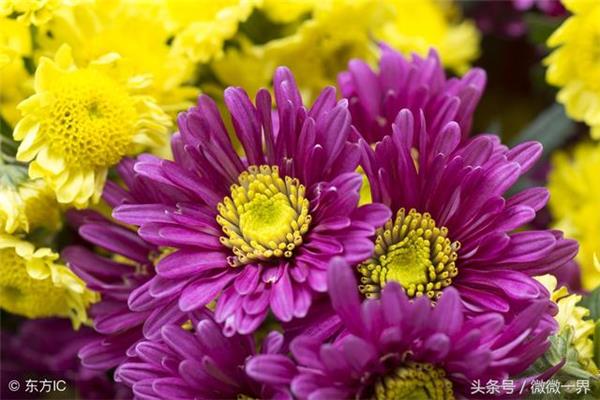 关于菊花的诗句