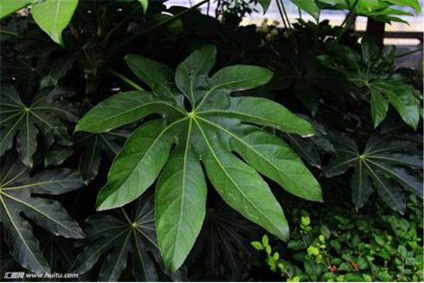 植物有哪些名字