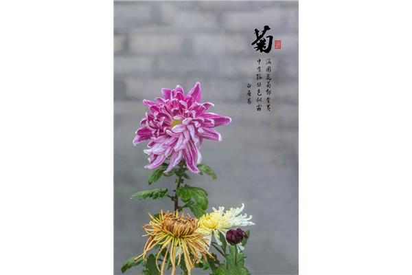 关于菊花的诗句