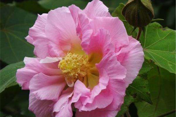 芙蓉的诗句