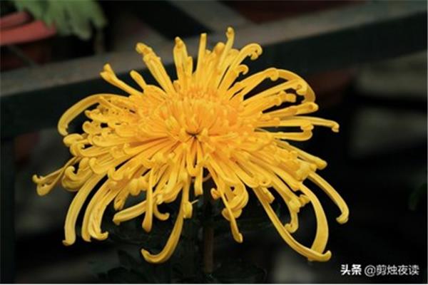 关于菊花的诗句