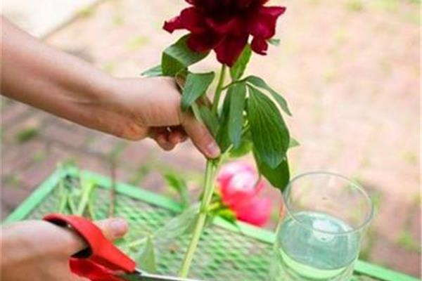 鲜花如何保鲜