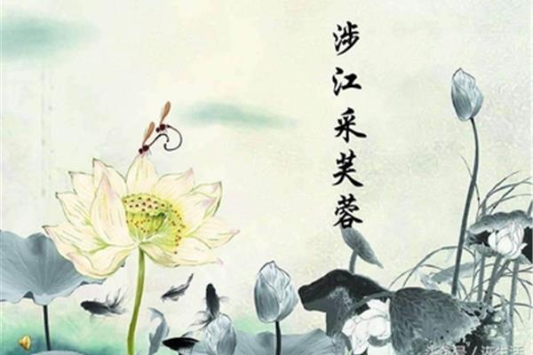 芙蓉的诗句