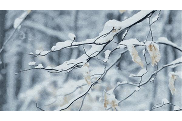 有雪的诗句