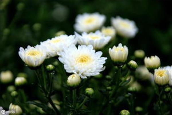 关于菊花的诗句